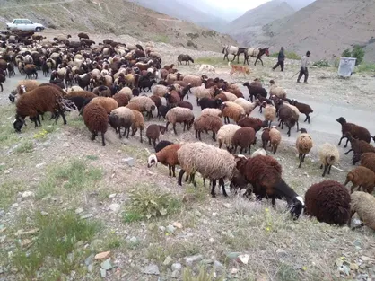 اخراج ۴۰۰ رأس دام غیرمجاز از مراتع ملی کرج / خسارت ۹۳۰ میلیون تومانی به منابع طبیعی