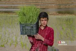 شالی