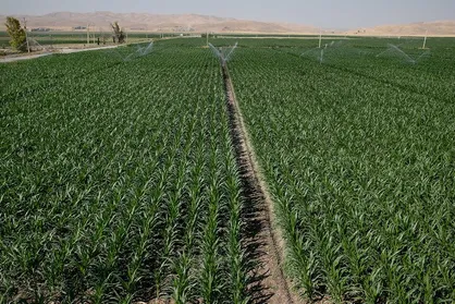اشتغال زایی برای ۵۰ هزار نفر با جهش فعالیت&zwnj;های کشاورزی در کرمانشاه