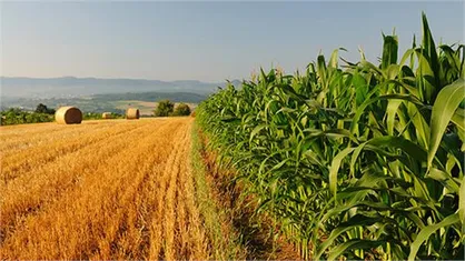 دانش آموختگان علوم کشاورزی برای رسیدن به امنیت غذایی نقش مهمی دارند