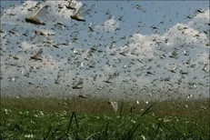 اعتبار ۲۰ میلیاردی مبارزه با ملخ‌ها نرسید / موج دوم ملخ‌ها در حال ورود به کشور