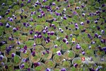 صدای پای بهار