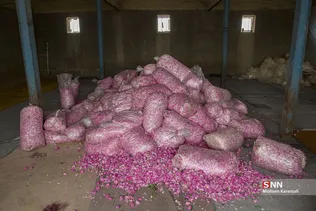  برداشت گل محمدی در قم 