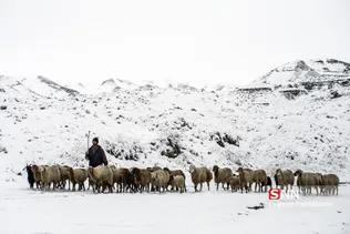 طبیعت برفی