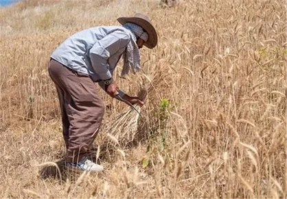 عواقب اعلام دیرهنگام نرخ تضمینی گندم