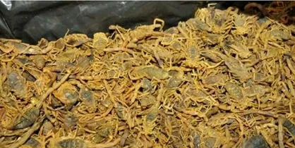 کشف ۳۰۰۰ عقرب از متخلف زیست محیطی در قم