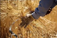ساداتی‌نژاد: این هفته مطالبات گندم کاران پرداخت می‌شود