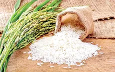 واردات برنج شبیه طارم به کشور با قیمت کیلویی ۳۵ هزار تومان