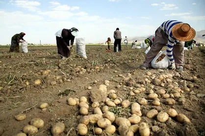 کاهش برداشت سیب زمینی نسبت به پارسال به دلیل سرمای پاییز