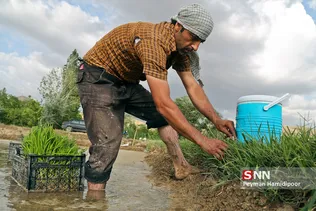شالی برنج بجنورد