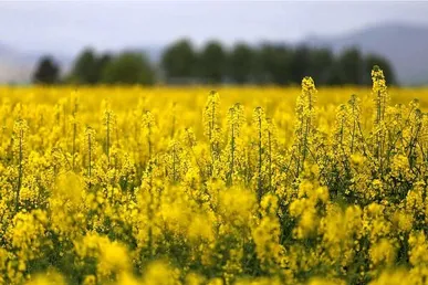 خرید تضمینی ۲۹۰۰ تن کلزا از کشاورزان کرمانشاهی