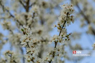 شکوفه های بهاری