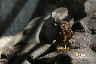 باغ وحش ارم سبز 