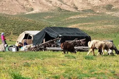 ۲۳ درصد تولید گوشت مصرفی آذربایجان شرقی توسط عشایر