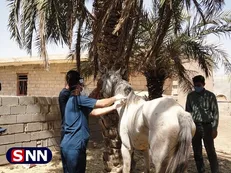اردوی دامپزشکی جهادگران دانشگاه شهید چمران اهواز در غیزانیه برگزار شد / شیوع تب برفکی بین دام‌ها! + فیلم