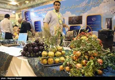 نوآوری به صنعت گیاهان دارویی و طب سنتی تزریق می‌شود و توانمندی‌ها به نمایش درمی‌آید