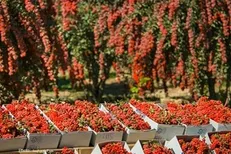مریض‌حالی زرشک خراسان جنوبی در سایه بی‌اعتنایی مسئولان / چرا وجود تعاونی‌های قدرتمند برای زرشک اهمیت دارد؟