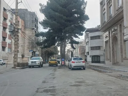 شهروندان بجنوردی در خصوص قطع درختان برخی نقاط مشورت دهند