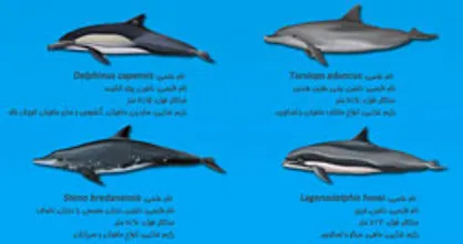 اینفوگرافیک/ دلفین&zwnj;های شاخص ایران