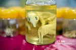 هفته پژوهش