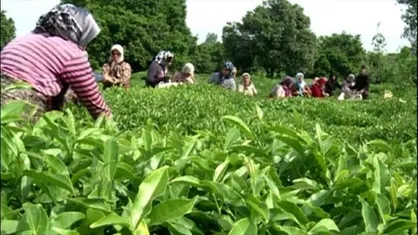 تجار به دنبال صادرات ارزان چای ایرانی