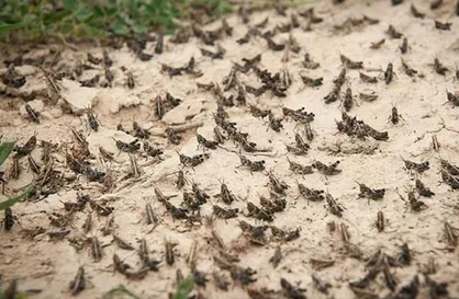 ملخ&zwnj;ها روزبه روز پیشروی می&zwnj;کنند