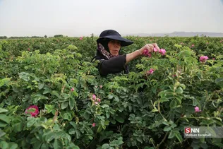  برداشت گل محمدی در قم 