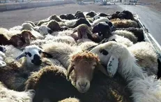 کشف ۲۸۷ رأس دام قاچاق در شهرضا