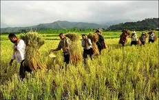 کشاورزی را باید برای جوانان جذاب‌تر کنیم