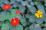 صدای پای بهار
