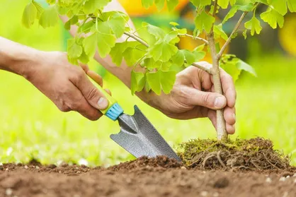 کاشت یک میلیون نهال در اردبیل آغاز می&zwnj;شود