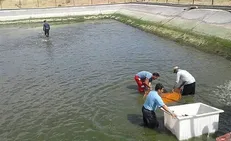 برداشت ماهی قزل آلا از مزرعه دانشگاه آزاد اقلید آغاز شد