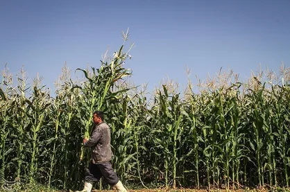 کشت ۲ هزارو ۶۰۰ هکتار ذرت شیرین علوفه&zwnj;ای در گچساران