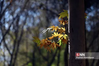 fall