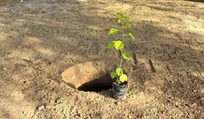 نوبخت: تولید ۲۵۰ میلیون نهال در حال انجام است