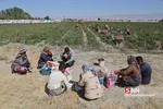 برداشت گوجه