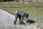 شالی