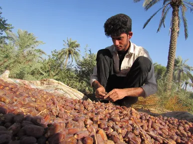 ۲۰ هزار تن خرما از نخیلات شادگان برداشت شد