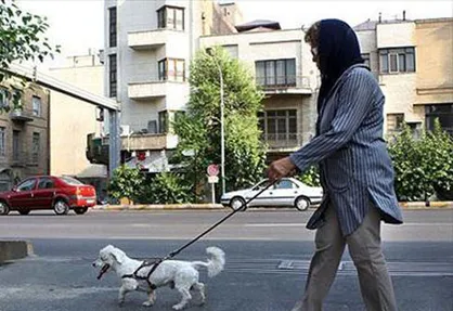فیلم/ نظر مردم ایران درمورد سگ به عنوان همدم!