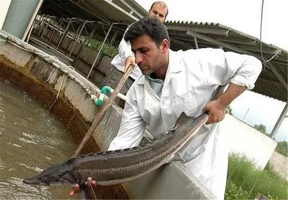 مزارع ۱۰۰ هکتاری ماهی خاویاری با آب دریا در گلستان &nbsp;