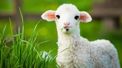 قیمت دام زنده به ۵۰۰ هزارتومان کاهش یافت