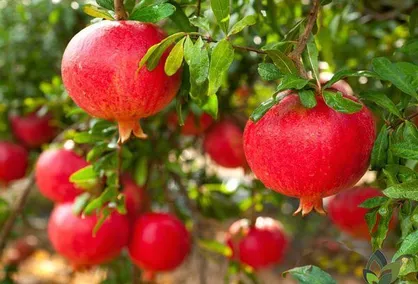 توسعه آبیاری قطره&zwnj;ای در باغات آنار چهارمحال و بختیاری