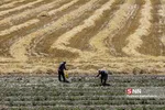 برداشت گندم