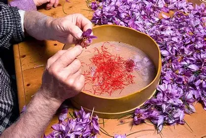 راه&zwnj;اندازی انبار بورس زعفران در خراسان شمالی با هدف جلوگیری از خام فروشی