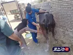 فعالیت جهادگران بسیج دانشجویی دانشگاه آزاد شوشتر در مناطق سیل زده شعیبیه