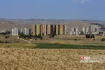 تخریب باغات