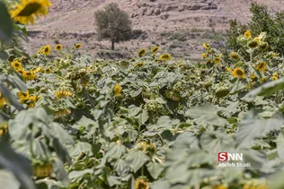 آفتاب گردون