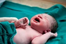 تولد نوزاد عجول در حیاط پایگاه هلال احمر گردنه قوشچی ارومیه