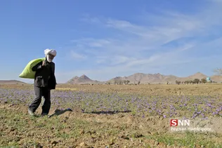 زعفران