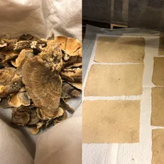 قارچ‌ها حافظ جان درختان/استفاده از قارچ برای تولید کاغذ
